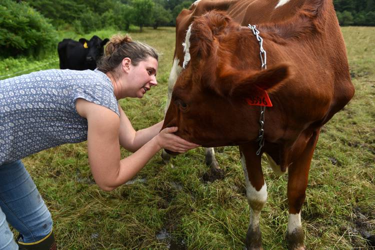 At the end of her day large animal veterinarian Taylor Hull checks in on her favorite cow, Sippa, who was due to calve in the next day or so in Royalton, Vt. on Thursday, July 27, 2023. Sippa, a red-and-white Holstein, had a bull calf, her first offspring, the following evening. (Valley News - Jennifer Hauck) Copyright Valley News. May not be reprinted or used online without permission. Send requests to permission@vnews.com.