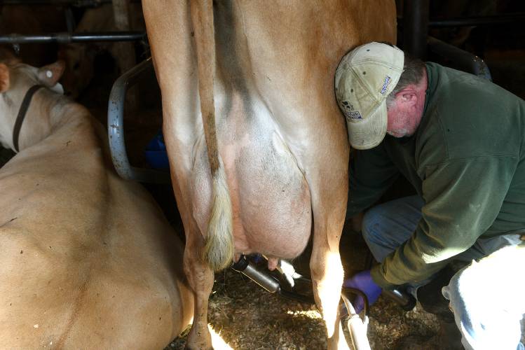 With just one day to go before his Jersey cow herd leaves the farm, George Miller does his morning milking on Tuesday, April 23, 2024, in Hartford, Vt. The farm has been in the family for generations, founded by Miller's great-grandfather in 1907. (Valley News - Jennifer Hauck) Copyright Valley News. May not be reprinted or used online without permission. Send requests to permission@vnews.com.