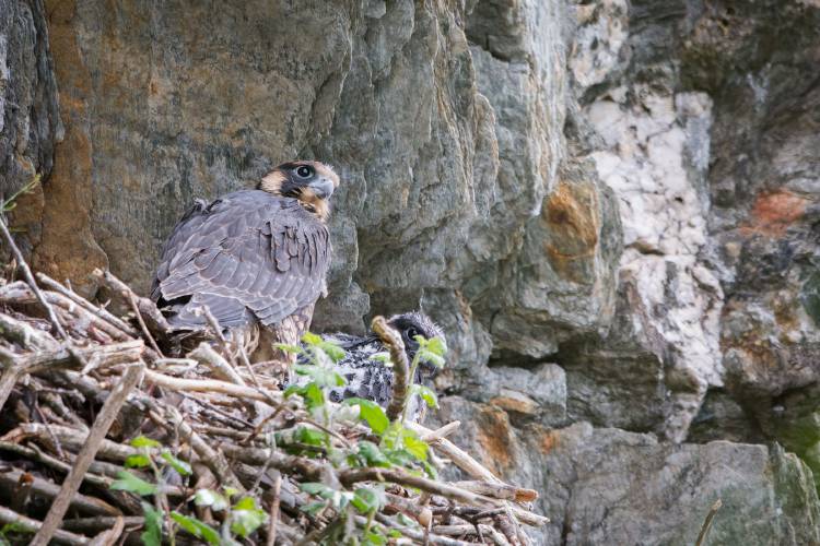 Among several sites across Vermont closed by the state's Fish and Wildlife Department in an effort to protect nesting peregrine falcons are Eagle Ledge in Vershire and the Fairlee Palisades. Courtesy photo Vermont Fish and Wildlife