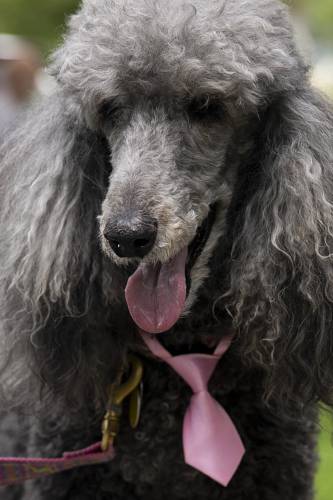 Maddie, an 11-year-old standard poodle from Dover, Del., wears a pink tie for the occasion during Puppies and Pooches On Parade on the green in Woodstock, Vt., on Saturday, August 26, 2023. (Valley News / Report For America - Alex Driehaus) Copyright Valley News. May not be reprinted or used online without permission. Send requests to permission@vnews.com.