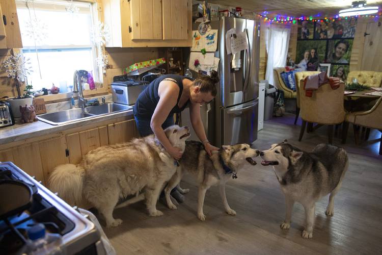 Casey Mispel pets her huskies, from left, Benson, 11, Leo, 3, and Denali, 7, at their home in Bridgewater, Vt., on Wednesday, Dec. 20, 2023. Mispel said that when the family moved back in it took a while to feel at home again. “The first few nights felt like a hotel,” she said. (Valley News / Report For America - Alex Driehaus) Copyright Valley News. May not be reprinted or used online without permission. Send requests to permission@vnews.com.