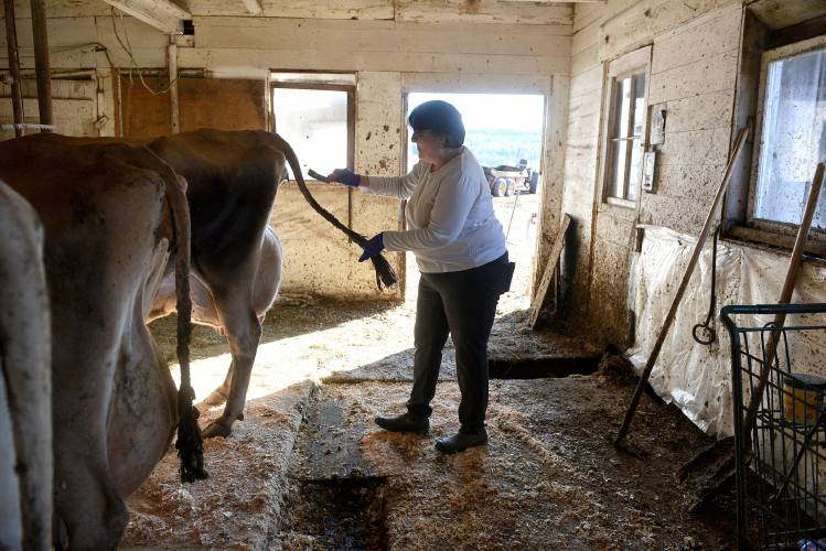 During morning milking, Linda Miller brushes out a cow's tail on Tuesday, April 23, 2024. She said she wanted to get them ready for being shipped to another farm in Canton, N.Y. the next day. Miller and her husband George, both 65, are selling their dairy herd from the last working dairy farm in town. (Valley News - Jennifer Hauck) Copyright Valley News. May not be reprinted or used online without permission. Send requests to permission@vnews.com.