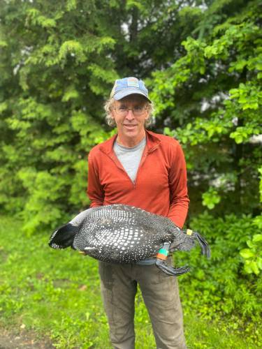 Loon biologist Eric Hanson holds the Newark Pond male.