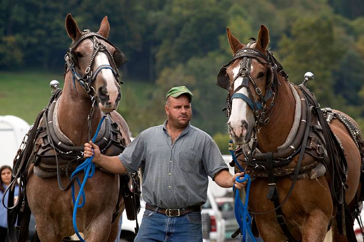 Jim Potter, of Pomfret, Vt., leads his Belgian draft horses Mack, left, and Barney to the pulling ring for the start of the 3,100 lb. class at the World's Fair in Tunbridge, Vt., on September 18, 2009. Potter said he's travelled as far as Rhode Island for pulling competitions. (Valley News - Geoff Hansen) Copyright Valley News. May not be reprinted or used online without permission. Send requests to permission@vnews.com.
