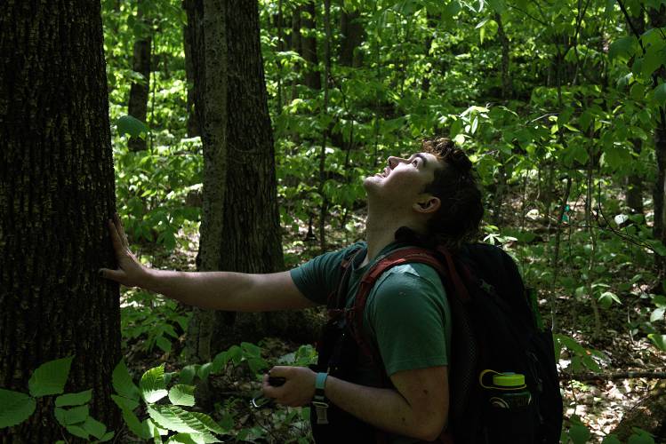 Dartmouth undergraduate researcher Farrar Ransom looks up to the still-unfolding leaves of an ash tree in the Hubbard Brook Experimental Forest in Woodstock, N.H., on Thursday, May 19, 2023, where they are studying the distribution of fungi under ash and other hardwoods. The emerald ash borer, an insect native to northeast Asia that is decimating the population of ash in North America, was first found in the forest in 2021. As part of professor Matt Ayres’ research team, Ransom hopes to learn what makes the fungal communities under ash unique and how they will change as the species declines. (Valley News - James M. Patterson) Copyright Valley News. May not be reprinted or used online without permission. Send requests to permission@vnews.com.
