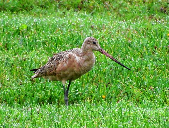 The marbled godwit as seen in North Hero, Vt., on Sept. 24, 2023. (Photo by The Vermont Birder Guy via iNaturalist)