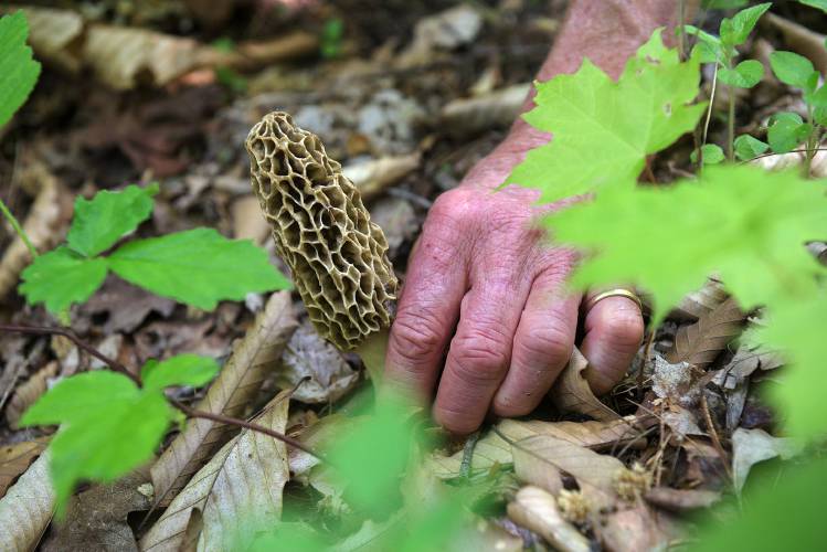 Liz Guenther picks a morel on her land in Corinth, Vt., on Tuesday, May 30, 2023. “I used to come home with literally hundreds of them,” she said. “I sort of love the ephemeral nature of them, and it gets me out. It keeps me looking at the woods and thinking about what’s happening in the woods every year and how it’s changing,” she said. “They’re gifts to me. That’s good enough. If I get some to eat, that’s great.” (Valley News - James M. Patterson) Copyright Valley News. May not be reprinted or used online without permission. Send requests to permission@vnews.com.