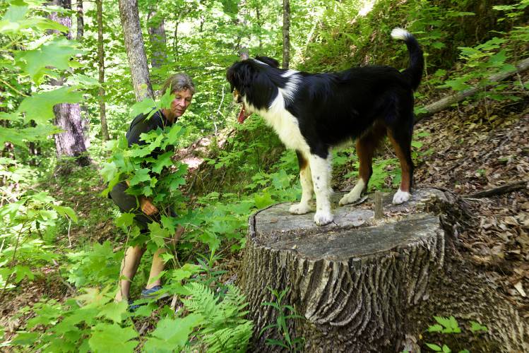 “There used to be a lot of morels in here - I think the logging has affected it.” said Liz Guenther, on Tuesday, May 30, while searching with her dog Finn for morels on her Corinth, Vt., farm as she has for more than three decades, drying them for her own consumption and making tarts with them to sell at the farmers market. “I wasn’t so much like, oh my god cut it because of ash borer, it was just ready to cut.” she said of the selective logging, done three years ago. She has learned to focus her morel search near the ash on her land, but her harvest is down to about 20% of what she could once find. (Valley News - James M. Patterson) Copyright Valley News. May not be reprinted or used online without permission. Send requests to permission@vnews.com.