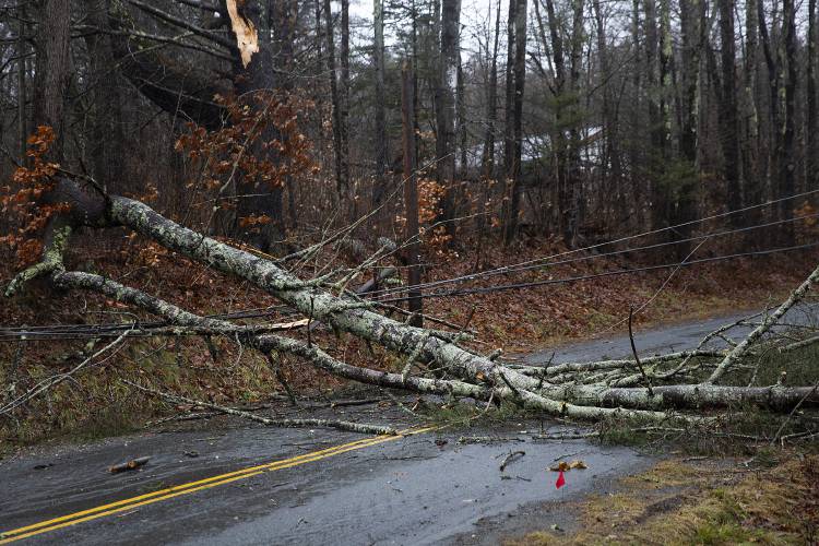 Downed power lines lie beneath a fallen tree on Lockehaven Road in Enfield, N.H., on Monday, Dec. 18, 2023. A heavy rainstorm that started on Sunday night caused flooding and power outages around the Upper Valley. (Valley News / Report For America - Alex Driehaus) Copyright Valley News. May not be reprinted or used online without permission. Send requests to permission@vnews.com.