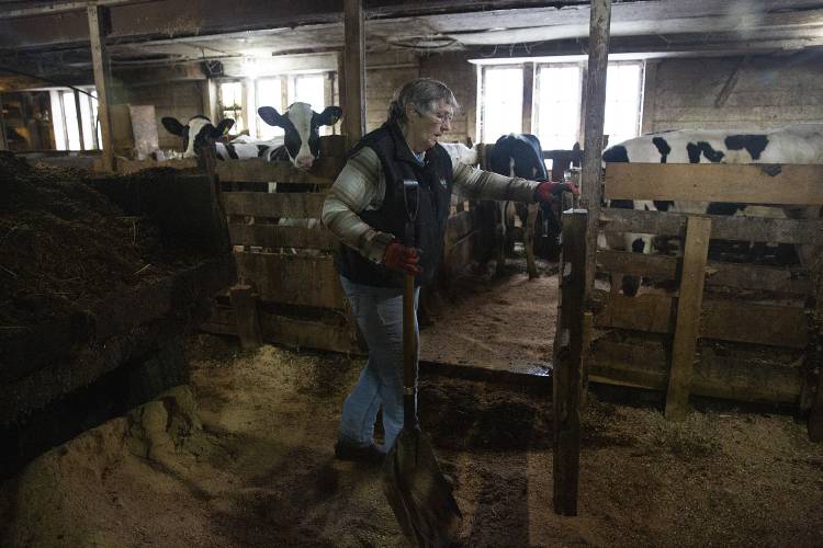 Peggy Ainsworth mucks out calf stalls at Westlands Farm on the border of Sharon and South Royalton, Vt., on Wednesday, April 3, 2024.  Ainsworth got a permit from the Vermont Agency of Agriculture to spread manure on her corn field before the end of the seasonal ban on April 1 in order to prevent her manure pit from overflowing. Ainsworth said the pit is designed for semi-solid manure that can be piled up in cold weather, but the warm and rainy winter has made that impossible. (Valley News / Report For America - Alex Driehaus) Copyright Valley News. May not be reprinted or used online without permission. Send requests to permission@vnews.com.