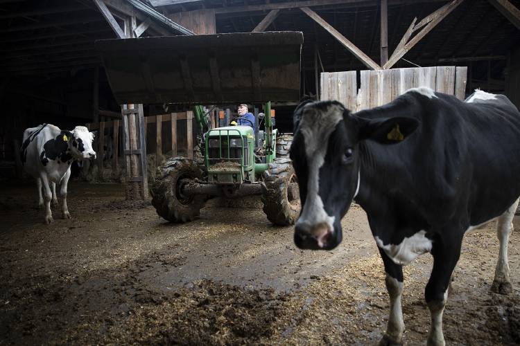 Jimmy Kinnarney, of South Royalton, Vt., mucks out stalls and scrapes manure from the barnyard at Westlands Farm on the border of Sharon and South Royalton, Vt., on Wednesday, April 3, 2024. Kinnarney has been working on the farm for 22 years, and is regularly assisted by his son Jake to milk cows and keep the barn clean. (Valley News / Report For America - Alex Driehaus) Copyright Valley News. May not be reprinted or used online without permission. Send requests to permission@vnews.com.