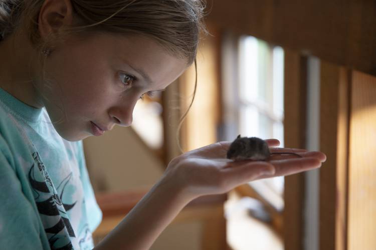 Anya Burtolik, 10, looks at her pet mouse, Twix, in Hartland, Vt., on Wednesday, August 9, 2023. The family had two pet rats at home in Ukraine and Anya has been missing them, so when her mother found Twix near their house they decided to keep the mouse as a pet. (Valley News / Report For America - Alex Driehaus) Copyright Valley News. May not be reprinted or used online without permission. Send requests to permission@vnews.com.