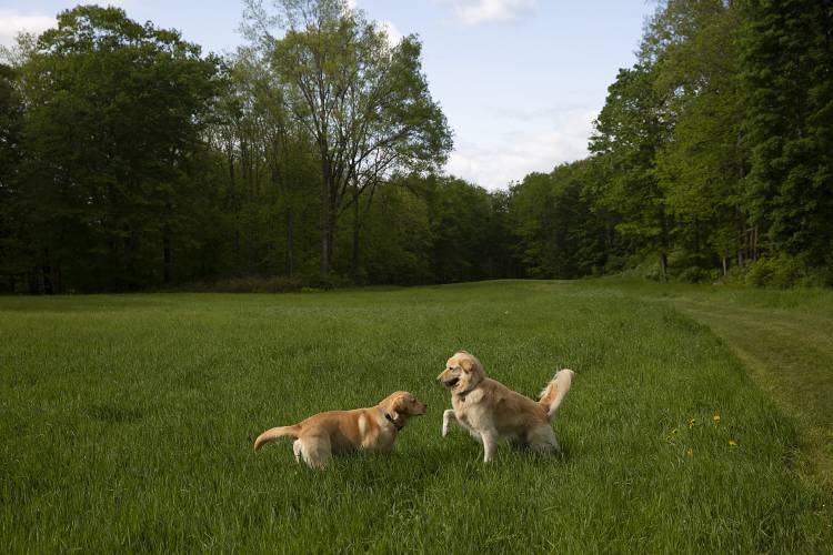 Gryffin, left, a one-year-old English Labrador retriever, and Jake, a five-year-old golden retriever, play in an open field at River Park in West Lebanon, N.H., on Thursday, May 25, 2023. “This is his favorite place in the world,” said Jake’s owner Leslie Achmoody, of West Lebanon, who takes walks on the property daily. (Valley News / Report For America - Alex Driehaus) Copyright Valley News. May not be reprinted or used online without permission. Send requests to permission@vnews.com.