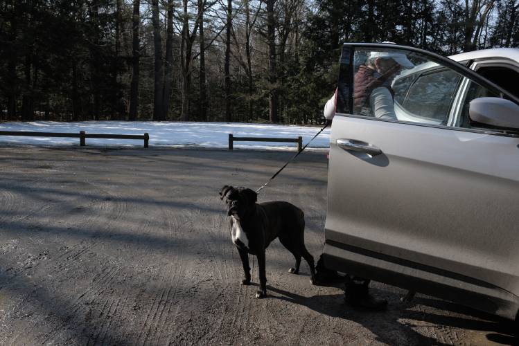 As boxer Nova waits to walk, Jen Coombs, of Claremont, leashes her second boxer Nova before going out on the trails at Moody Park in Claremont, N.H., on Tuesday, Feb. 27, 2024, where the city has proposed the building of a dog park. Coombs said a dog park is 