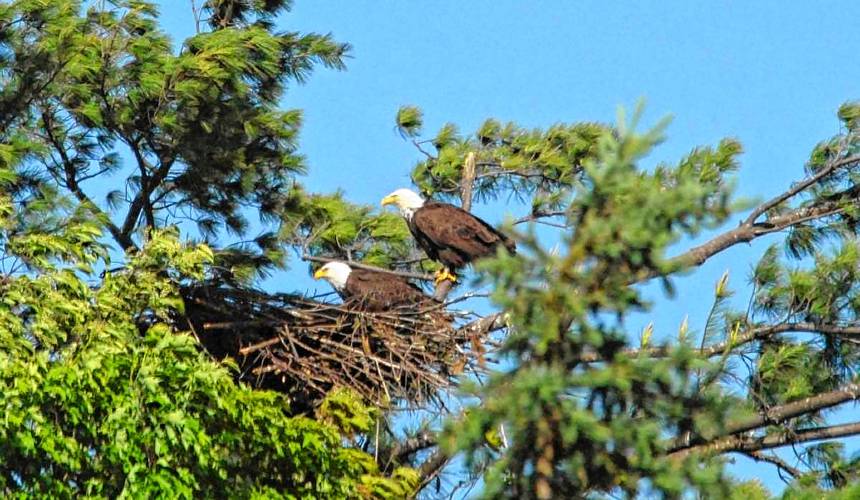 Two bald eagles nesting in a tree. (Vermont Agency of Natural Resources - John Hall)