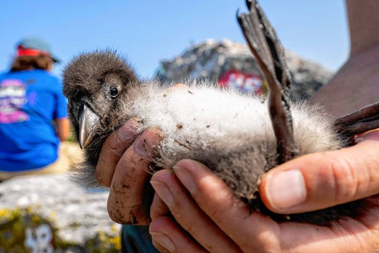 A biologist holds a healthy Atlantic puffin chick on Eastern Egg Rock, Maine, Sunday, Aug. 5, 2023. Scientists who monitor seabirds said Atlantic puffins had their second consecutive rebound year for fledging chicks after suffering a bad 2021. (AP Photo/Robert F. Bukaty)