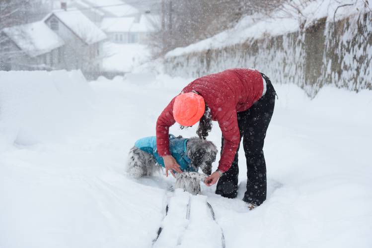 Florencia Foxley, pulls snowballs out from between her English setter Daphne's toes while walking on Gates Street near her home in White River Junction, Vt., on Saturday, March 23, 2024, during an early spring storm that dropped as much as 20 inches of snow over the town. 