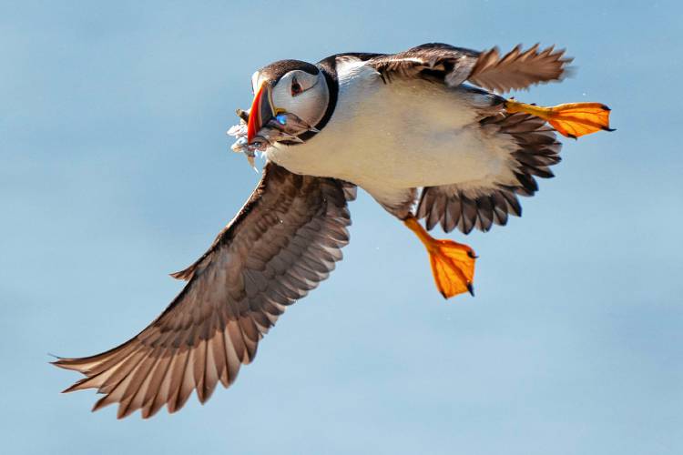 An Atlantic puffin comes in for a landing while bringing in fish to feed its chick on Eastern Egg Rock, Maine, Sunday, Aug. 5, 2023. Scientists who monitor seabirds said Atlantic puffins had their second consecutive rebound year for fledging chicks after suffering a bad 2021. (AP Photo/Robert F. Bukaty)