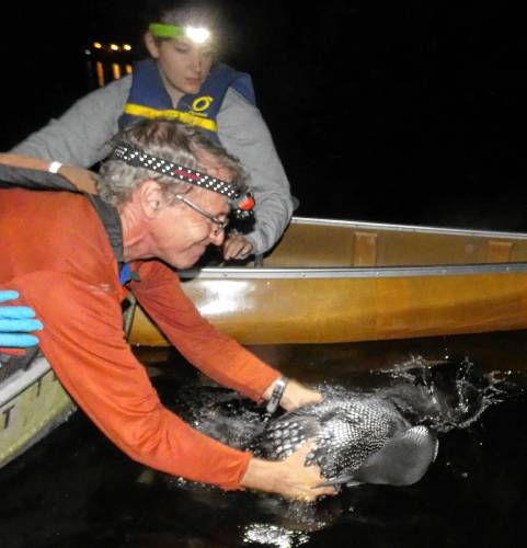 Eric Hanson releases a loon back to Holland Pond after banding it in 2022. (Kata Gilbertson photograph)