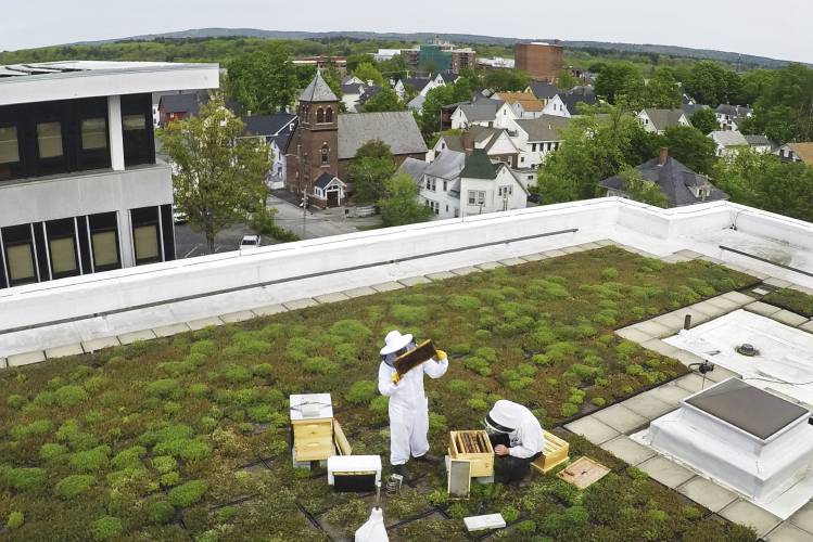 Beekeepers from Best Bees inspect two hives on the roof of the Warren Rudman U.S. Court House, Monday, May 15, 2023, in Concord, N.H. (AP Photo/Robert F. Bukaty)