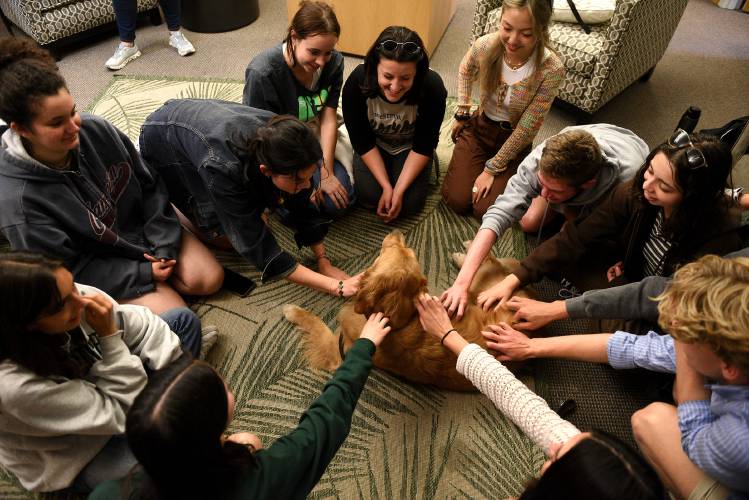 Therapy dog Poppy, a golden retriever, is given an abundance of attention by Dartmouth College students at the Student Wellness Center on Wednesday, Sept. 20, 2023, in Hanover, N.H. This is the second week therapy dogs have visited the center with dozens of students stopping by during the 45-minute visit. Many students remarked how much they missed their own dogs at home.  (Valley News - Jennifer Hauck) Copyright Valley News. May not be reprinted or used online without permission. Send requests to permission@vnews.com.